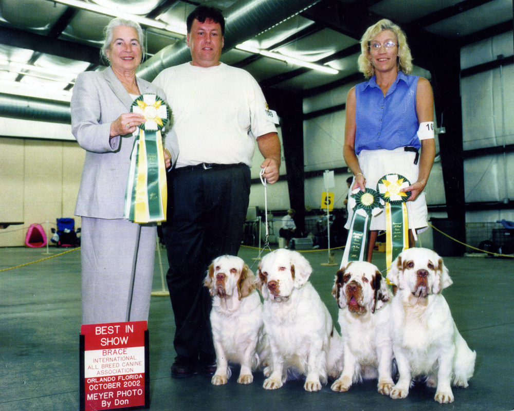 clumber spaniels in show